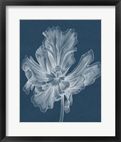 Framed Monochrome Tulip II