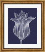 Framed Monochrome Tulip III