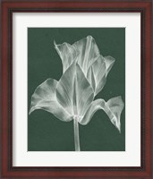 Framed Monochrome Tulip IV