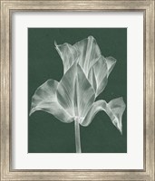 Framed Monochrome Tulip IV