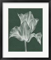 Framed Monochrome Tulip IV