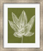 Framed Monochrome Tulip VI