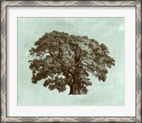 Framed Spa Tree II