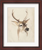 Framed Watercolor Animal Study IV