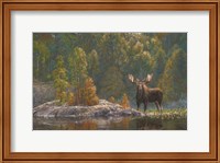 Framed North Country Moose