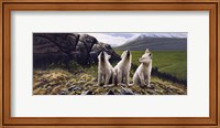 Framed Three Wolves