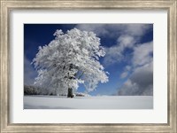 Framed White Windbuche In Black Forest