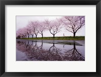 Framed Rain of Spring