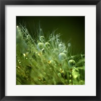 Framed Morning Perls