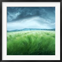 Framed Barley Field