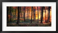 Framed Autumn Woodland Sunrise
