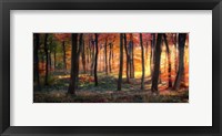 Framed Autumn Woodland Sunrise