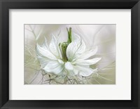 Framed Nigella