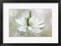 Framed Nigella