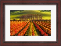 Framed Vine-Growing