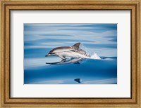 Framed Striped Dolphin