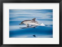 Framed Striped Dolphin