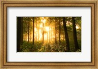 Framed Light In the Forest