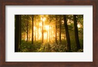 Framed Light In the Forest