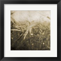 Framed Wheat Fields Mate