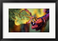 Framed Ladybird
