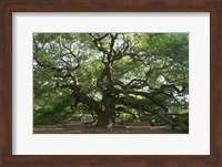 Framed Angel Oak 9098