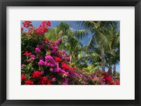 Framed Palm Bougainvillea 9280