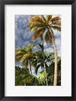 Framed Palms Sky Vertical