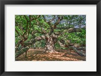 Framed Angel Oak