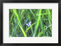 Framed Splendor In The Grass