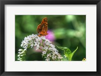 Framed Butterfly 12