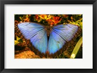 Framed Butterfly 20