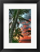 Framed Key West Palm Sunrise Vertical