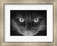 Framed Hypno Cat