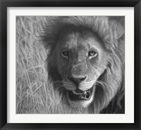Framed Lion In The Massai Mara