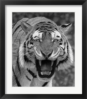 Framed Tiger Growling