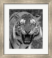 Framed Tiger Growling