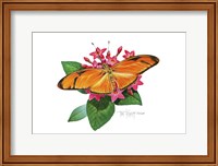 Framed Julia Butterfly