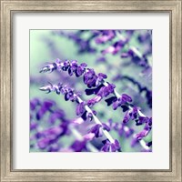 Framed BC Pretty In Purple