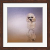 Framed On The Way To The Salon Standard Poodle