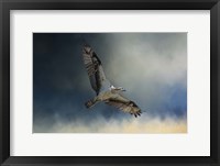 Framed Winter Osprey