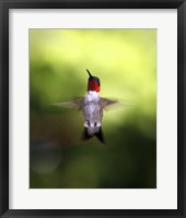 Framed Hummingbird