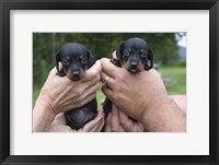 Framed Two Puppies