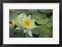 Framed Pond Lily - White