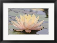 Framed Pond Lily Solo Lily