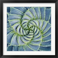 Framed Spiral Succulent