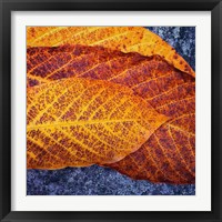Framed Three Leaves