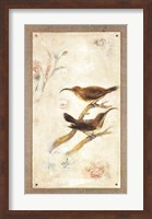 Framed Long-Billed Sunbird