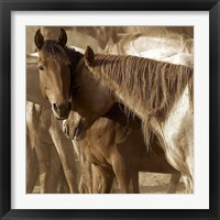 Framed Horses Amour