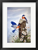 Framed Bluebirds With Daisies 2